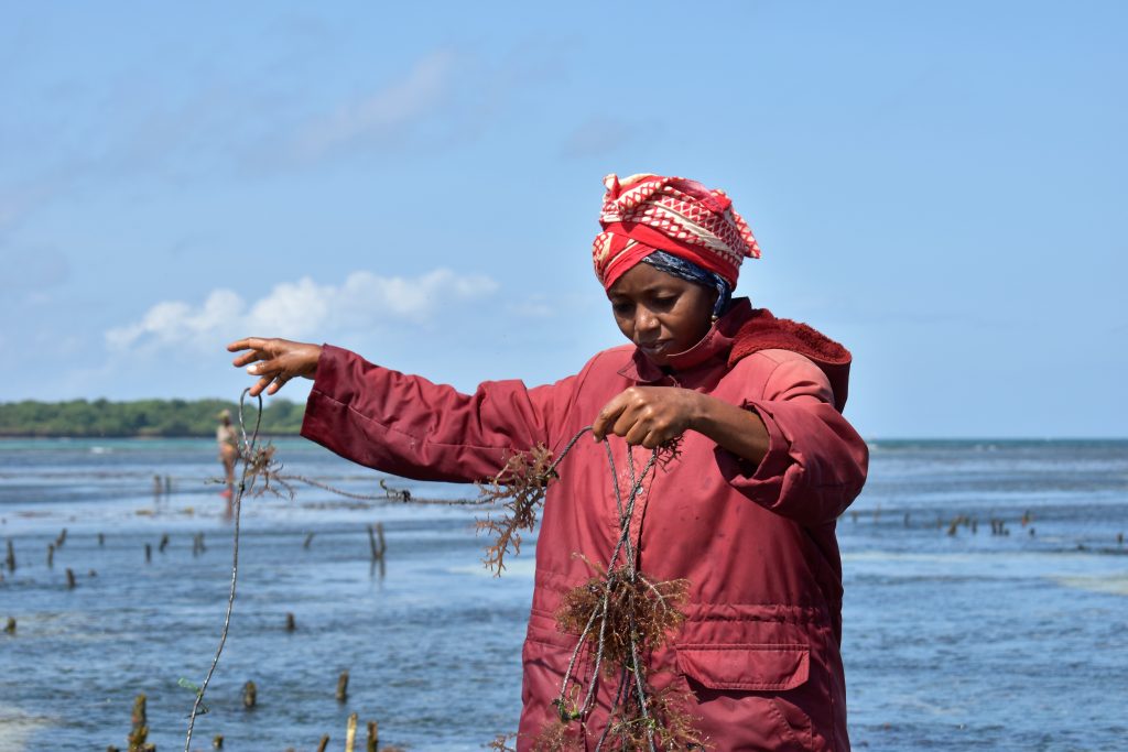 Acquacoltura ed empowerment: Aics in Kenya supporta le donne nella blue economy Acquacoltura ed empowerment: Aics in Kenya supporta le donne nella blue economy