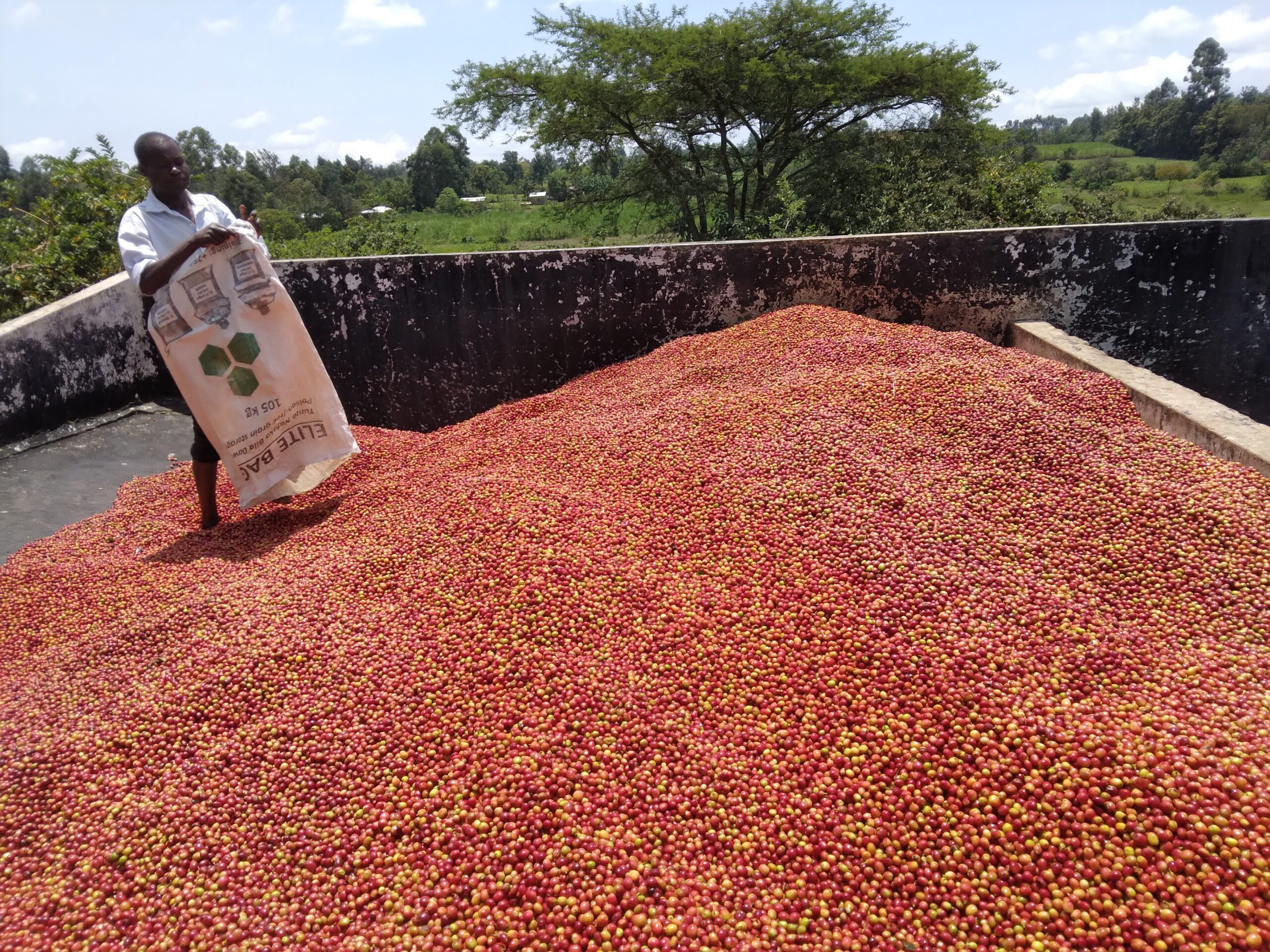 KENYA – Quando l’eccellenza italiana incontra la qualità keniana: così Aics investe sulla filiera del caffè KENYA – Quando l’eccellenza italiana incontra la qualità keniana: così Aics investe sulla filiera del caffè